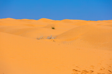 Pomarańczowy piasek pustyni Sahara, niebieski kolor nieba i palące słońce. Widok po horyzont. Egzotyczny kraj, Tunezja, tapeta, tło, puste miejsce na tekst © anettastar