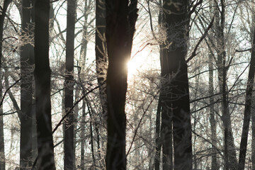 Fototapeta premium Winter Trees in a Park or Forest as Background. Snow covered trees stand tall in a serene, tranquil winter landscape. Frosty branches and crisp white backdrop capture the quiet beauty of the season