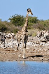 girafe et z&egrave;bres dans la savane