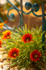 Gazania, pomarańczowe miododajne kwiaty, letni, kolorowy egzotyczny ogród, rabata z kwiatami, rozmyte tło kwiatowe, zbliżenie makro, dekoracja ogrodu, tapeta © anettastar