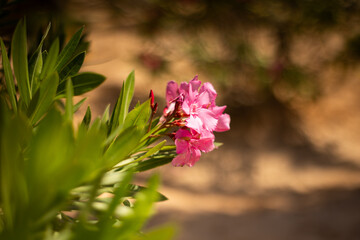 Oleander, egzotyczne różowe kwiaty, letni egzotyczny ogród, tropikalny krzew z różowymi kwiatami, rozmyte tło, zbliżenie makro, Tunezja, wyspa Djerba © anettastar