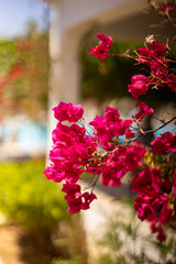 Egzotyczne czerwone i różowe kwiaty Bugenwilla, letni, kolorowy egzotyczny ogród, tropikalne pnącze z kwiatami, rozmyte tło, zbliżenie makro, dekoracja ogrodu, Tunezja, wyspa Djerba © anettastar