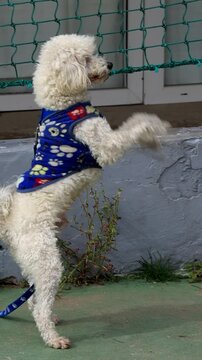 Perro caniche blanco parado en dos patas. Vista vertical. C&aacute;mara lenta