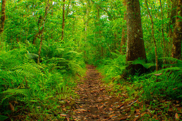 Through the Florida Wilderness