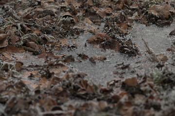 Tranquil forest floor blanketed in crunchy leaves, displaying a variety of rich textures and the diverse elements of nature.