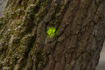 A detailed close up image focusing on a tree trunk that has a distinct yellow spot visible on its surface