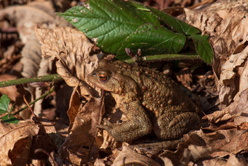 Rospo comune, Bufo bufo, mimetizzato tra le foglie secche
