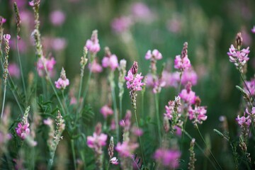 flowers in the field