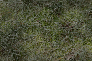 A stunning frostcovered grass field adorned with sparkling ice crystals, set in a serene outdoor environment that captures natures beauty