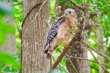 Hawk Resting