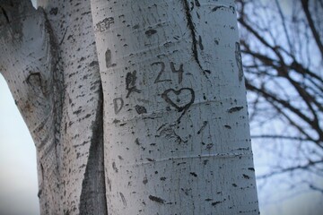 Close-up of a tree trunk with heart and initials carved into the bark, symbolizing love and...