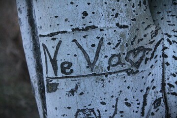 Close-up of a tree trunk with heart and initials carved into the bark, symbolizing love and...