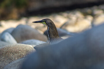 Heron on the shore of the river in the early spring. Venezuela