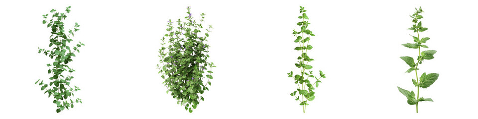 Wall germander isolated on transparent background, Set of