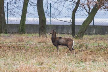 Mouflon - Ovis musimon in the wild in the forest