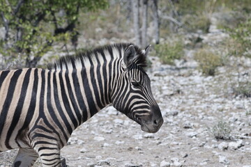 zebra in the savanna