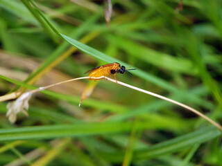 bee wasp on leaf flower summer