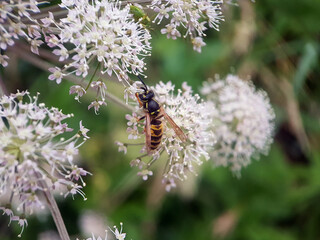 bee wasp on leaf flower summer