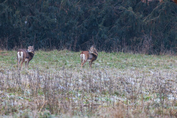 Mouflon - Ovis musimon in the wild in the forest