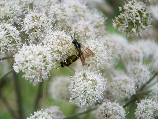 bee wasp on leaf flower summer