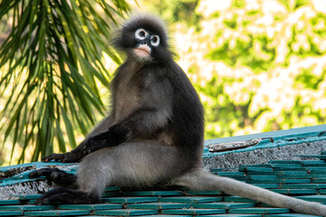 Uroczy langur jawajski odpoczywający na dachu w tropikalnym otoczeniu © damian