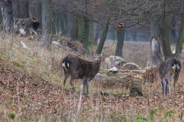 Sika deer - Cervus nippon in winter in the forest