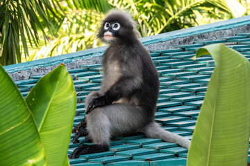 Uroczy langur jawajski odpoczywający na dachu w tropikalnym otoczeniu © damian