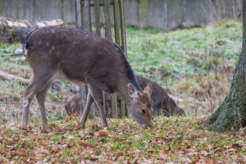 Sika deer - Cervus nippon in winter in the forest