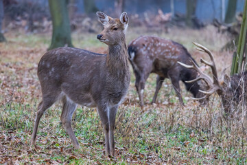 Sika deer - Cervus nippon in winter in the forest