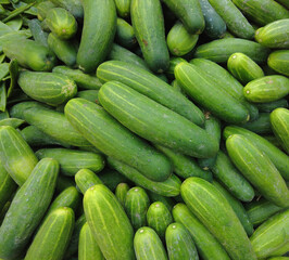 fresh cucumbers on the market