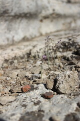 Flower from the stone