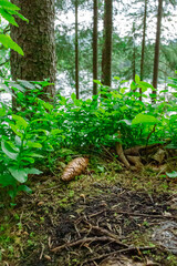 Nature around the Eibsee, Landscape in Bavaria, Germany.