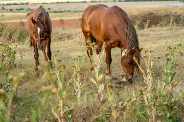 Two light brown horses graze in the steppe.