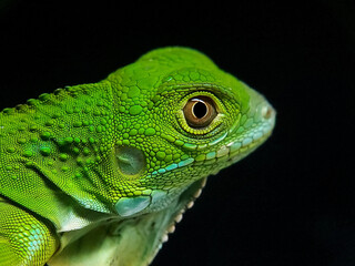 green iguana