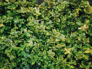 Green and brown leaves of coleus close-up. Garden plant care concept.