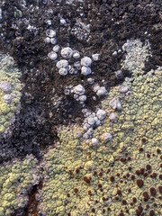 lichen on rock