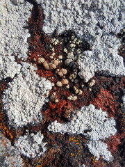 lichen on stone