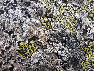 lichen on rock