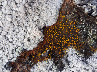 lichen on rock