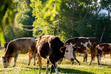 Cows grazing on green grass in a natural field. Peaceful rural landscape.