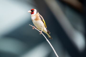 Goldfinch perched on a branch in nature. Vibrant colors and wildlife beauty.