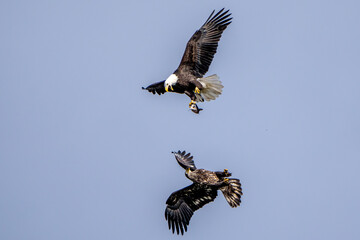 The American Bald Eagles in Flight and Aggression 