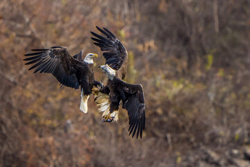 The American Bald Eagles in Flight and Aggression 