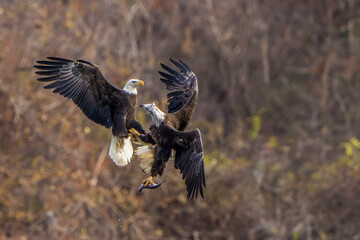 The American Bald Eagles in Flight and Aggression 