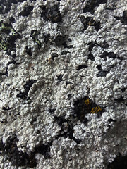lichen on tree bark