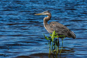 A great blue heron, Ardea herodias, stands in the Grand River, Harbor Island, Grand Haven, Michigan
