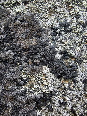 texture background
