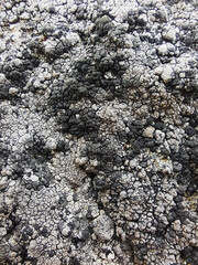 stone texture