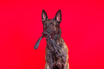 Dutch shepherd dog and leash in the teeth, studio shot