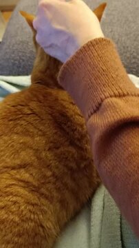 gros plan d'une femme caressant son chat dans un canap&eacute;